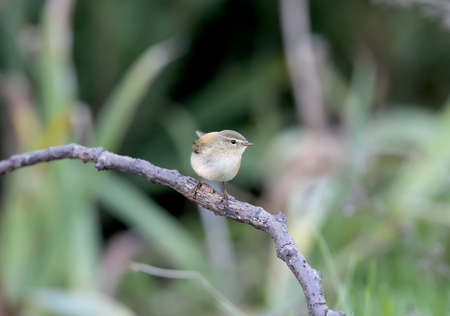 The common chiffchaff (Phylloscopus collybita) sits on a branch surrounded by yellow autumn leavesの写真素材