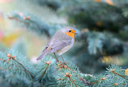 Extra close up portrait of an European robin (Erithacus rubecula) sits on a branch of pine on nice blurred backgroundの写真素材