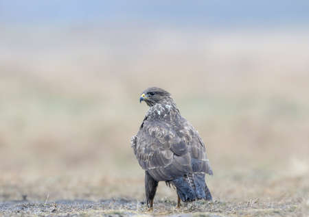 Close-up portrait of a common buzzard sitting on the ground in the pouring rain