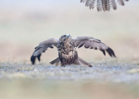 A common  buzzard sits on a ground and looks at a rival flying up to him.