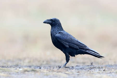 Close-up photo of a raven standing on the ground in rainy weatherの写真素材