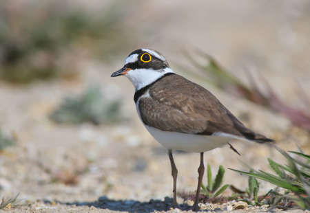 Little ringed plover male in breeding plumage standing on sand close upの写真素材