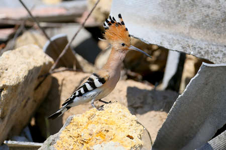 Close-up and detailed photo of the hoopoe sitting on a pile of construction waste on a beautiful blurred backgroundの写真素材