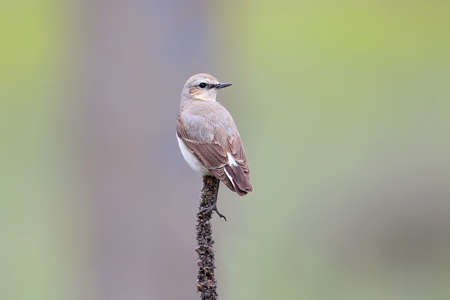 Female northern wheatear (Oenanthe oenanthe) sits on a thin branch of grass against a blurred...