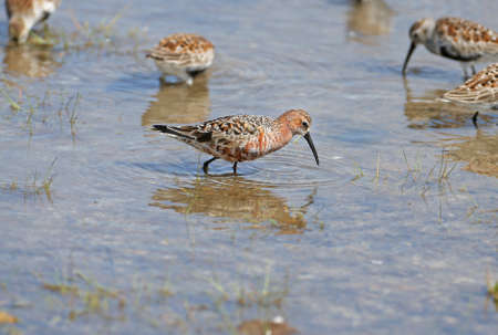 The curlew sandpiper (Calidris ferruginea) close-up portraits. Birds feed in shallow water in...