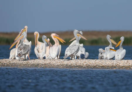 A large group of Dalmatian Pelican is resting on a sand bar in the Danube Delta, Vilkovo. Usually you can see only single birds here.の写真素材