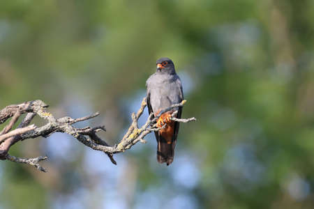 Male red-footed falcon (Falco vespertinus) sits on a branch on a beautiful blurred background....