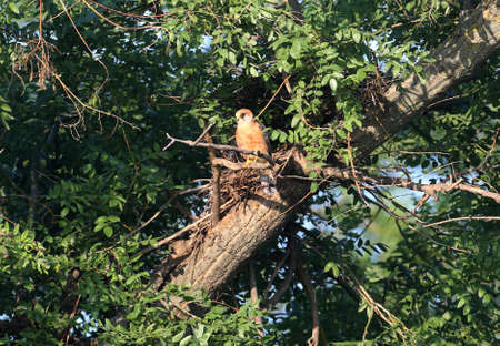 Female red footed falcon sits on the nest