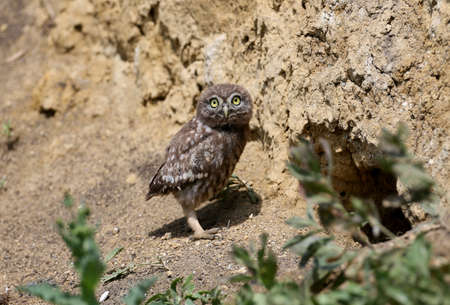 The little owl chicks are photographed in different funny situations after leaving the nest. They study the world around them with curiosity.の写真素材