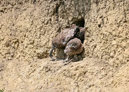 The little owl chicks are photographed in different funny situations after leaving the nest. They study the world around them with curiosity.の写真素材