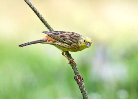 yellowhammer (Emberiza citrinella) close-up shot at different branches and logs from close range. Bright colors and detailed photosの写真素材