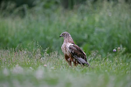 The male The western marsh harrier (Circus aeruginosus) sits on the ground among thick grass. Close-up and detailed photosの写真素材