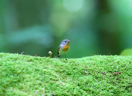 Male red-breasted flycatcher (Ficedula parva) poses on a moss-covered log of mushrooms. Unusual close-up and soft light photos in full color.の写真素材