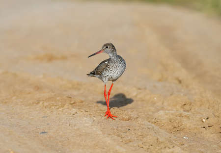 Close-up and detailed photo of the common redshank or simply redshank (Tringa totanus) stands on the ground and looks at the photographer. Bright colors and breeding plumage detailsの写真素材