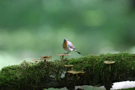 Male red-breasted flycatcher (Ficedula parva) poses on a moss-covered log of mushrooms. Unusual close-up and soft light photos in full color.の写真素材