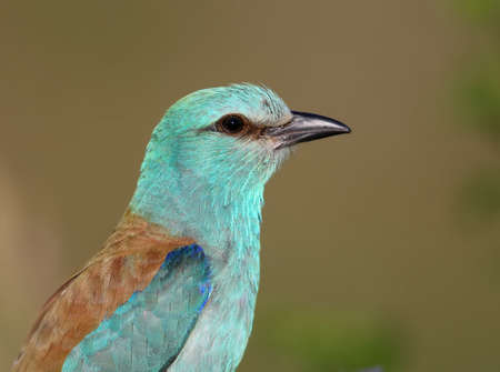 Close-up and vivid photos of the European roller (Coracias garrulus) are sitting on a branch on a beautiful blurred background. Bright colors and detailed picturesの写真素材