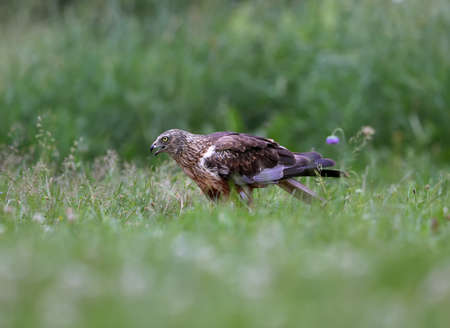 The male The western marsh harrier (Circus aeruginosus) sits on the ground among thick grass. Close-up and detailed photosの写真素材