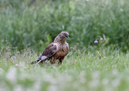 The male The western marsh harrier (Circus aeruginosus) sits on the ground among thick grass. Close-up and detailed photosの写真素材