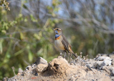Male bluethroat (Luscinia svecica) in winter plumage filmed on plant branches and sitting on the ground closeupの写真素材