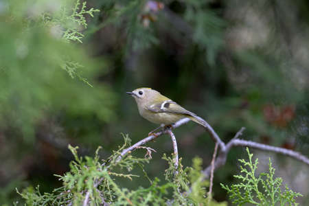 The goldcrest (Regulus regulus) portright shot close-up on a thuja branchの写真素材