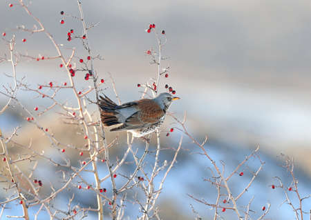 Close-up portrait of The fieldfare (Turdus pilaris) sitting on the branches of hawthorn with bright...