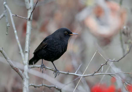 Close-up and detailed photos of a male blackbird sitting on branches and on an earthen drinking bowl...