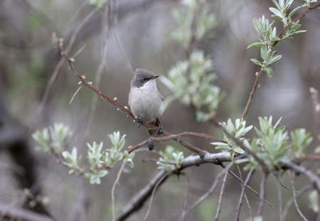 The lesser whitethroat (Sylvia curruca) is photographed close-up on the branches of flowering bushes and on a beautiful blurred backgroundの写真素材