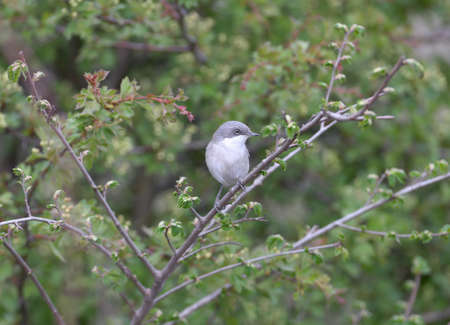 The lesser whitethroat (Sylvia curruca) is photographed close-up on the branches of flowering bushes...