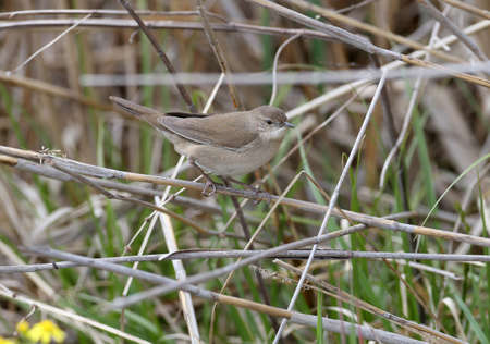 Savi's warbler (Locustella luscinioides) in breeding plumage photographed close-up sitting on reed...