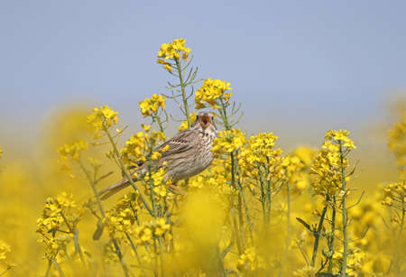 Male corn bunting (Emberiza calandra) in breeding plumage filmed on the branches of blooming rapeseed on a bright blurred yellow background and blue skyの写真素材