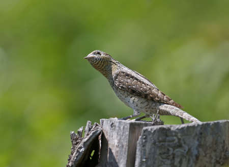 A single northern wryneck (Jynx torquilla) shot close up sitting on a branch against a beautifully...