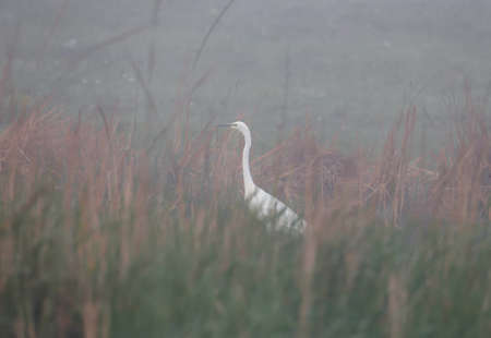 Great White Heron in the fog is photographed in the morning fog on the shore of an abandoned lake....