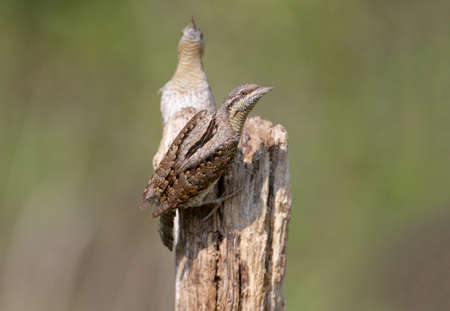Family pairs of northern wryneck (Jynx torquilla) shot very close-up on a blurry background in...