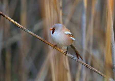 Male and female bearded reedling (Panurus biarmicus) photographed on reed stalks close-up in soft morning lightの写真素材