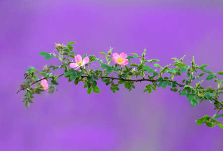 Pink-blooming rosehip twigs filmed against a purple background of delphinium fieldsの写真素材