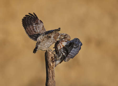 Adult birds and little owl chicks (Athene noctua) are photographed at close range closeup on a blurred background. The scenes of feeding the chicks with large black bugs and lizards are very expressive and unusual. の写真素材