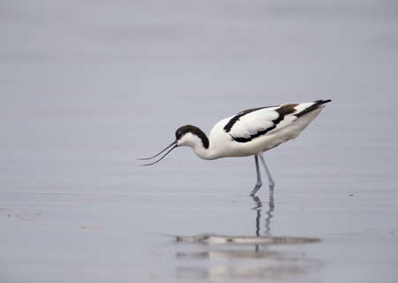 Pied avocet (Recurvirostra avosetta) photographed in a natural habitat in the water and on the banks of the estuaryの写真素材
