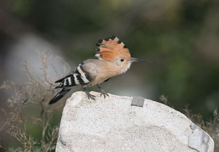 Single and group shots of Amazing Eurasian hoopoe bird (Upupa epops). Birds shot in soft morning light in a natural habitat on a beautiful background.の写真素材