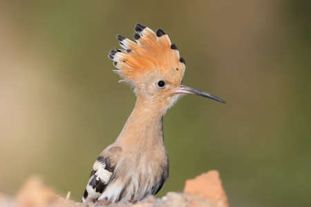 Single and group shots of Amazing Eurasian hoopoe bird (Upupa epops). Birds shot in soft morning light in a natural habitat on a beautiful background.の写真素材