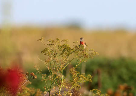A bright male Linnet is photographed in the soft morning light on a bush of field grass against a beautifully blurred backgroundの写真素材
