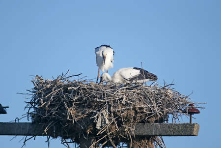 Two large chicks of the white stork are photographed close-up in the nest. The unusual angles and...