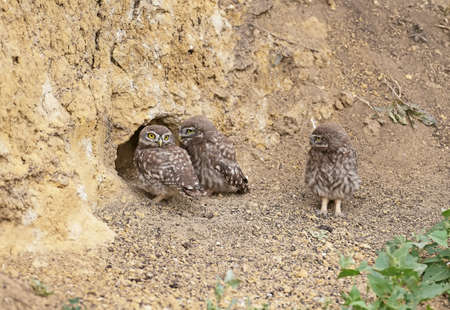 Adult birds and little owl chicks (Athene noctua) are photographed at close range closeup on a...