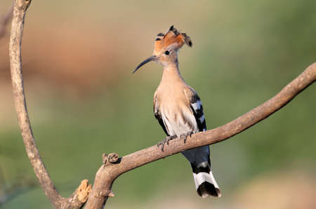 A young Eurasian hoopoe (Upupa epops) is photographed in soft morning light against a beautifully blurred background. Close-up photo with visible details of bird plumageの写真素材