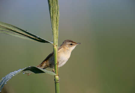 The paddyfield warbler (Acrocephalus agricola) is photographed very close up against an unusual background. Soft morning light accentuates the details of the bird's plumage and habitの写真素材