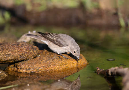 The spotted flycatcher (Muscicapa striata) adult shot close-up on a branch and at a watering hole...