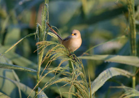A young bearded reedling, also known as bearded tit (Panurus biarmicus), is photographed close-up in...