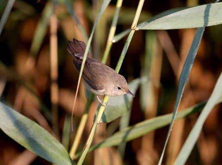An adult reed warbler (Acrocephalus scirpaceus) is photographed close-up in its natural habitat. Detail and soft morning light identify the birdの写真素材
