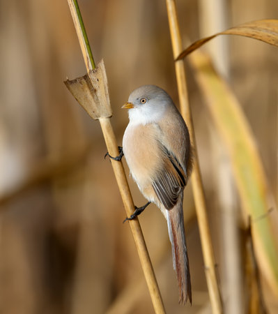 Males and females of The bearded reedling (Panurus biarmicus) are solitary and in groups perch on reed stalks in the soft morning light. Close-up and detailed photos from an unusual angleの写真素材