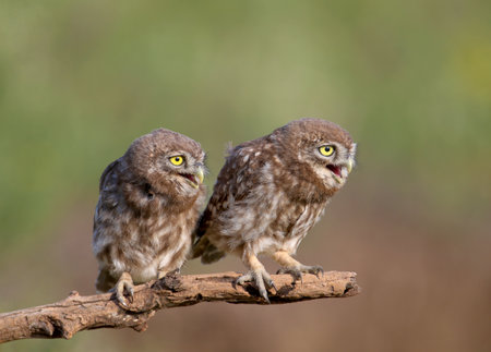 Adult birds and little owl chicks (Athene noctua) are photographed at close range closeup on a blurred background.の写真素材