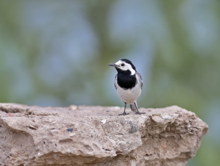 Young and adults White Vagail (Motacilla alba) photographed on the ground and various objects close-up in soft daylight and on a blurred backgroundの写真素材